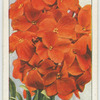Wallflower.