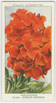 Wallflower.