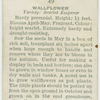 Wallflower.
