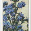 Garden flowers by Richard Sudell