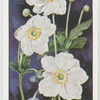 Garden flowers by Richard Sudell