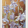 Garden flowers by Richard Sudell