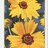 Garden flowers by Richard Sudell