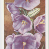 Garden flowers by Richard Sudell