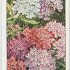 Garden flowers by Richard Sudell