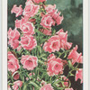 Garden flowers by Richard Sudell