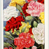 Garden flowers by Richard Sudell