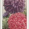 Garden flowers by Richard Sudell