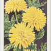 Garden flowers by Richard Sudell