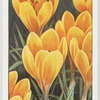 Garden flowers by Richard Sudell
