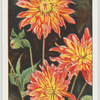 Garden flowers by Richard Sudell