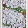 Garden flowers by Richard Sudell