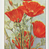 Garden flowers by Richard Sudell