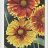 Garden flowers by Richard Sudell