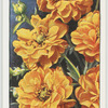 Garden flowers by Richard Sudell