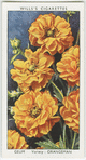 Garden flowers by Richard Sudell