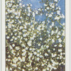 Garden flowers by Richard Sudell