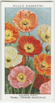 Garden flowers by Richard Sudell