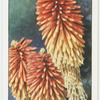 Garden flowers by Richard Sudell