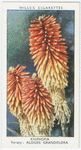 Garden flowers by Richard Sudell