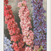 Garden flowers by Richard Sudell