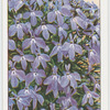 Garden flowers by Richard Sudell