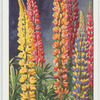 Garden flowers by Richard Sudell
