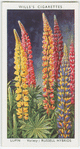 Garden flowers by Richard Sudell