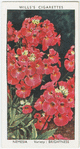 Garden flowers by Richard Sudell