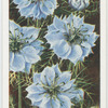 Garden flowers by Richard Sudell
