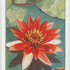 Garden flowers by Richard Sudell