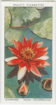 Garden flowers by Richard Sudell