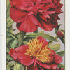 Garden flowers by Richard Sudell