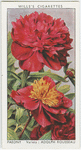 Garden flowers by Richard Sudell