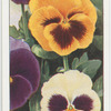 Garden flowers by Richard Sudell