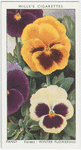 Garden flowers by Richard Sudell