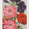 Garden flowers by Richard Sudell