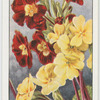 Garden flowers by Richard Sudell