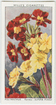 Garden flowers by Richard Sudell