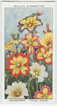 Garden flowers by Richard Sudell