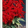 Garden flowers by Richard Sudell