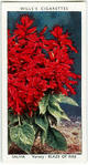 Garden flowers by Richard Sudell