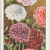 Garden flowers by Richard Sudell