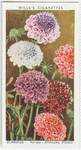 Garden flowers by Richard Sudell