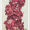 Garden flowers by Richard Sudell