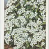 Garden flowers by Richard Sudell