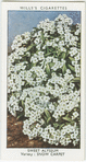 Garden flowers by Richard Sudell