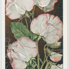 Garden flowers by Richard Sudell
