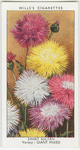Garden flowers by Richard Sudell