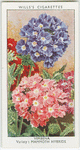 Garden flowers by Richard Sudell